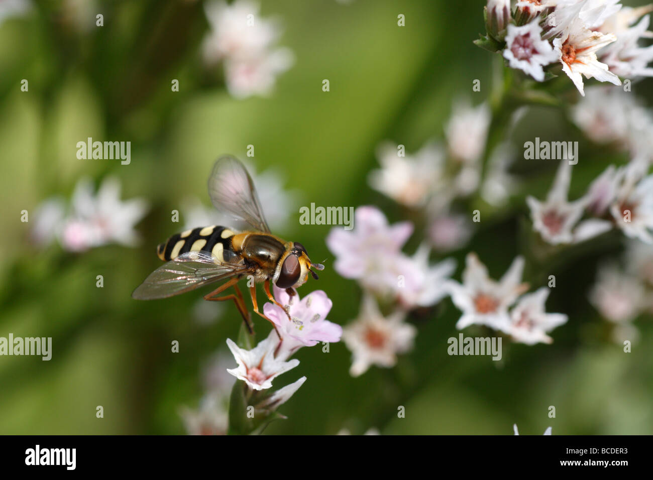 Scaeva Pyrastri, ein Hoverfly, Fütterung auf die rosa Blüten von Limonium Latifolium, der Strandflieder Stockfoto