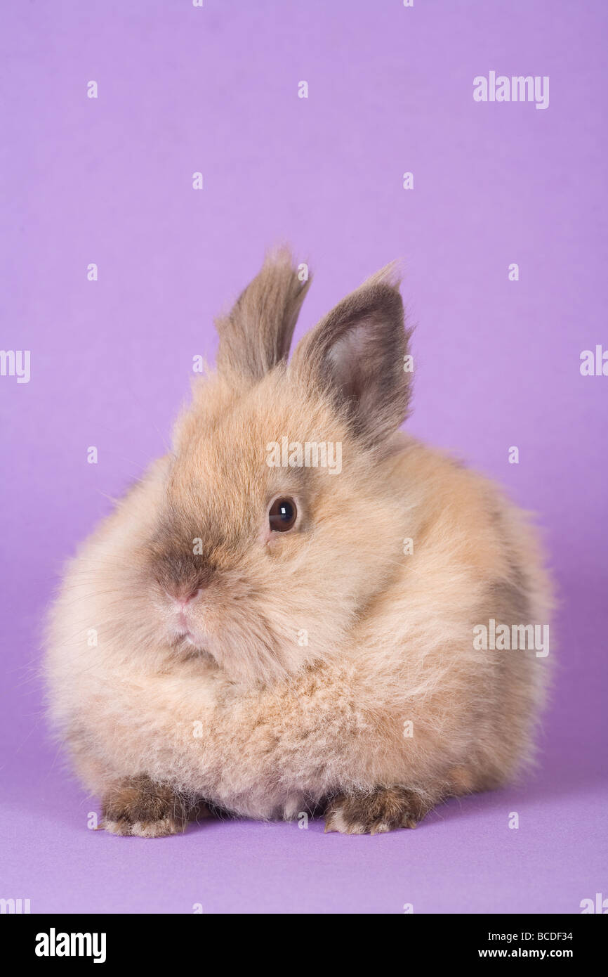 brauner Hase auf lila Hintergrund isoliert Stockfoto