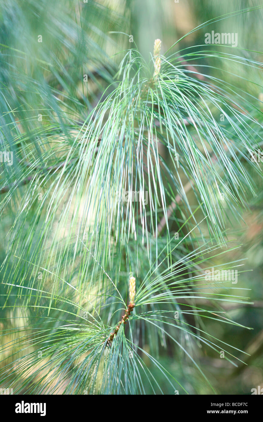 Pinus Wallichiania eine atemberaubende Kiefer Baum atmosphärischen Fotokunst Fotografie JABP441 Stockfoto