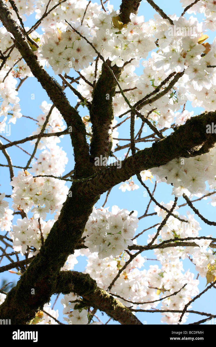 Frühling schöne Cluster der Blüte große weiße Kirsche Tai Haku Kunstfotografie Jane Ann Butler Fotografie JABP439 Stockfoto