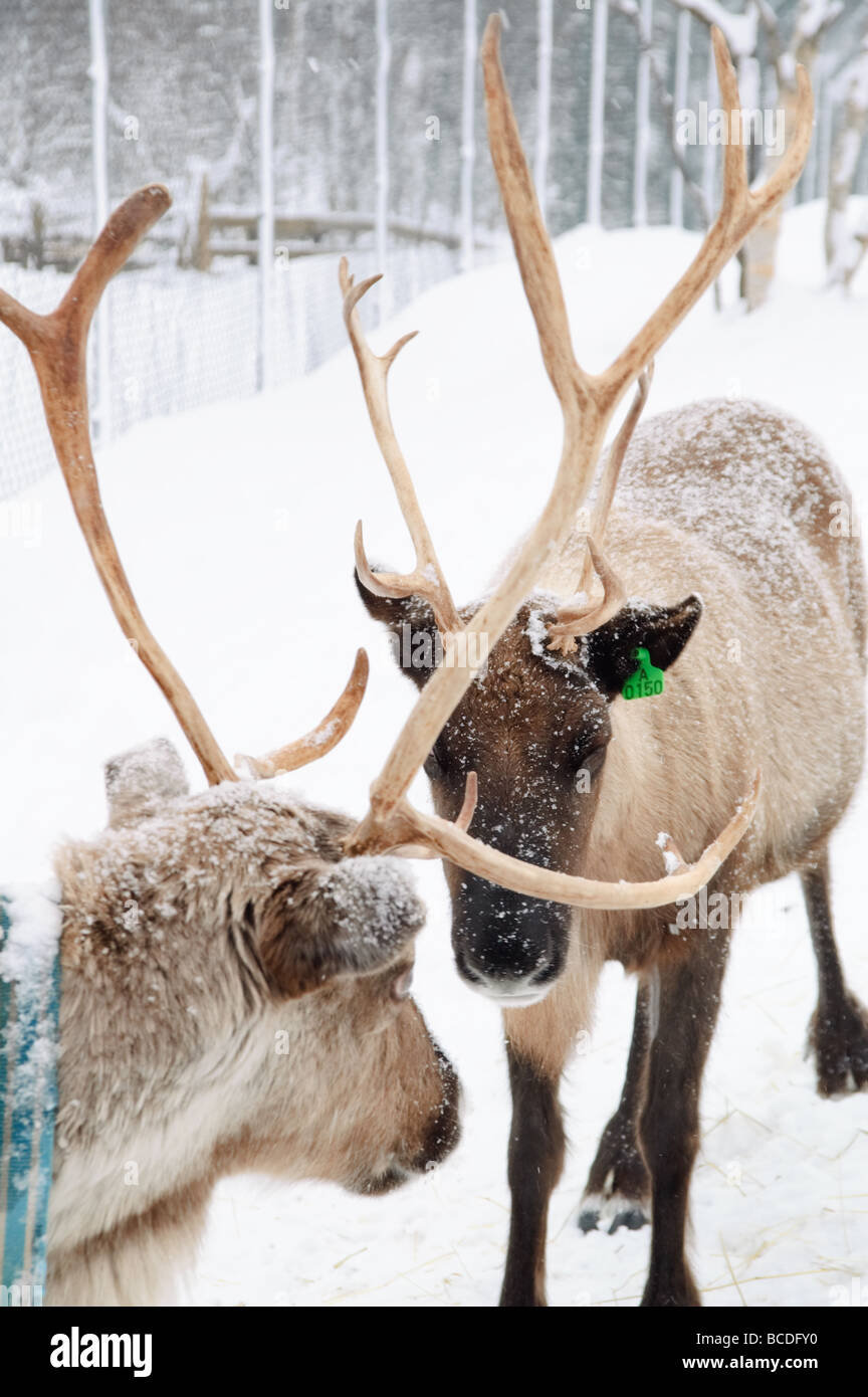 Tiere Bauernhof in Geilo, Norwegen Stockfoto