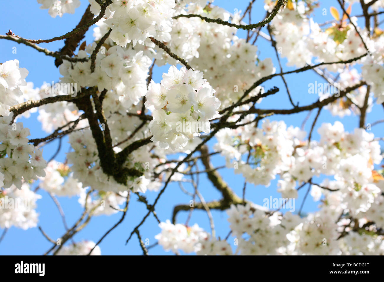 ein Vorgeschmack auf die große weiße Kirsche Tai Haku Kunstfotografie Jane Ann Butler Photog schöne Cluster der Blüte entspringen. Stockfoto