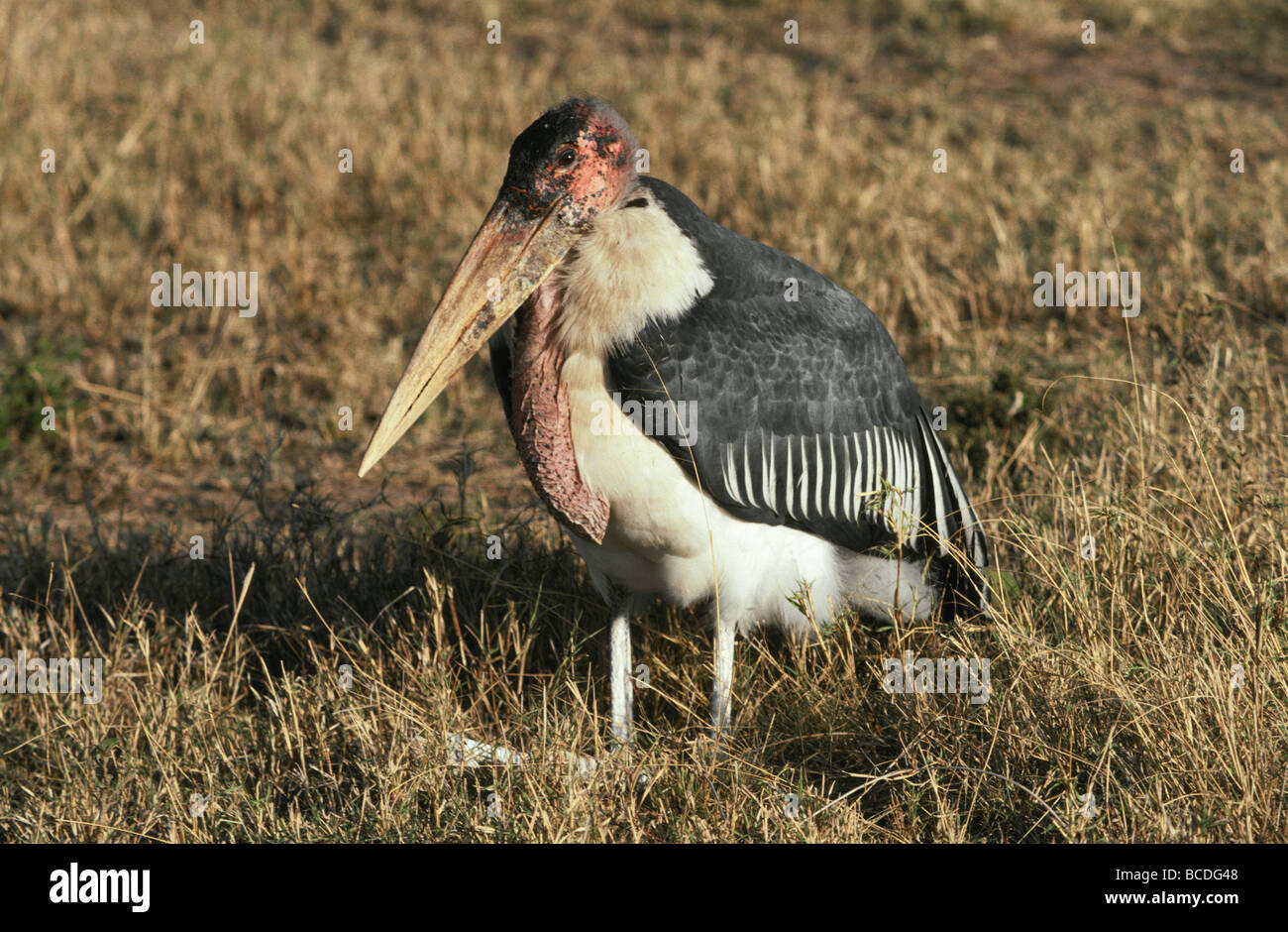 Marabou Storch ruht auf einem Rasen, mit seinem Schwert wie Schnabel. Stockfoto