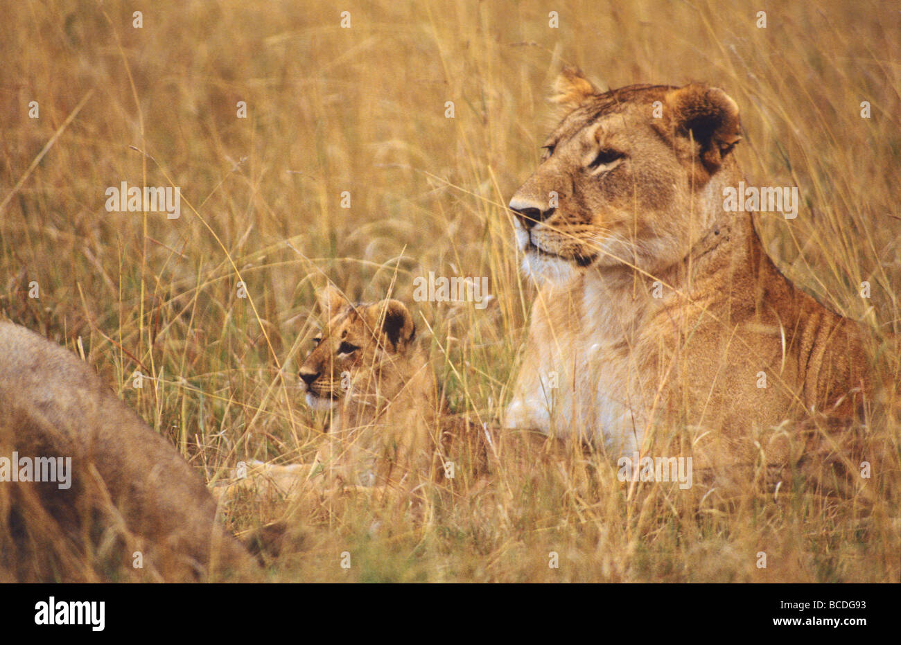 Ein Löwenjunges befindet sich schützend zwischen seiner Mutter Pfoten in den Rasen. Stockfoto