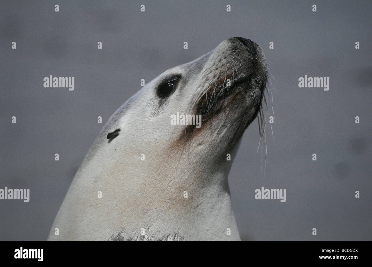 Eine schöne australische Seelöwen Kuh streckt den Hals verführerisch. Stockfoto