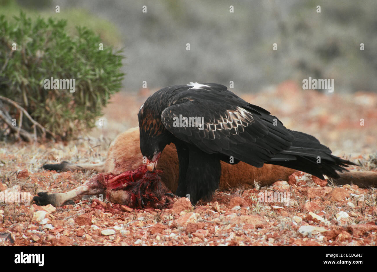 Eine massive Wedge-Tailed Eagle Red Kangaroo Kadaver fressen. Stockfoto