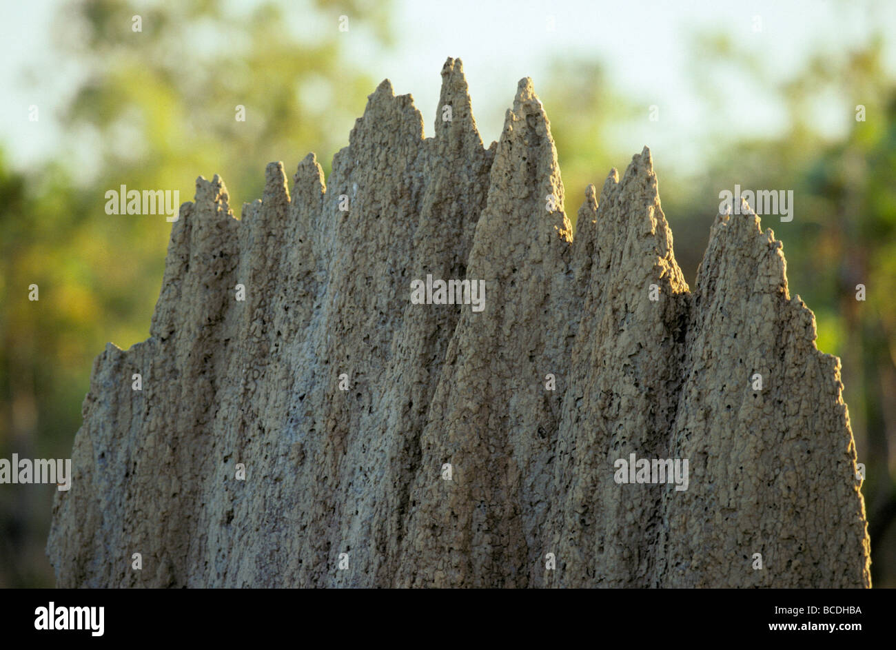 Nahaufnahme von den Spitzen Grat auf einem magnetischen Termite-Hügel. Stockfoto