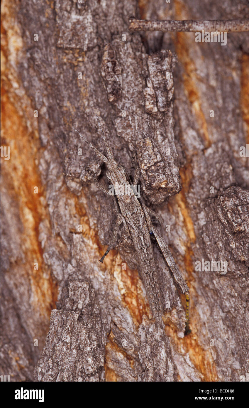 Ein Cricket gegen die Rinde eines Baumstammes gut getarnt. Stockfoto