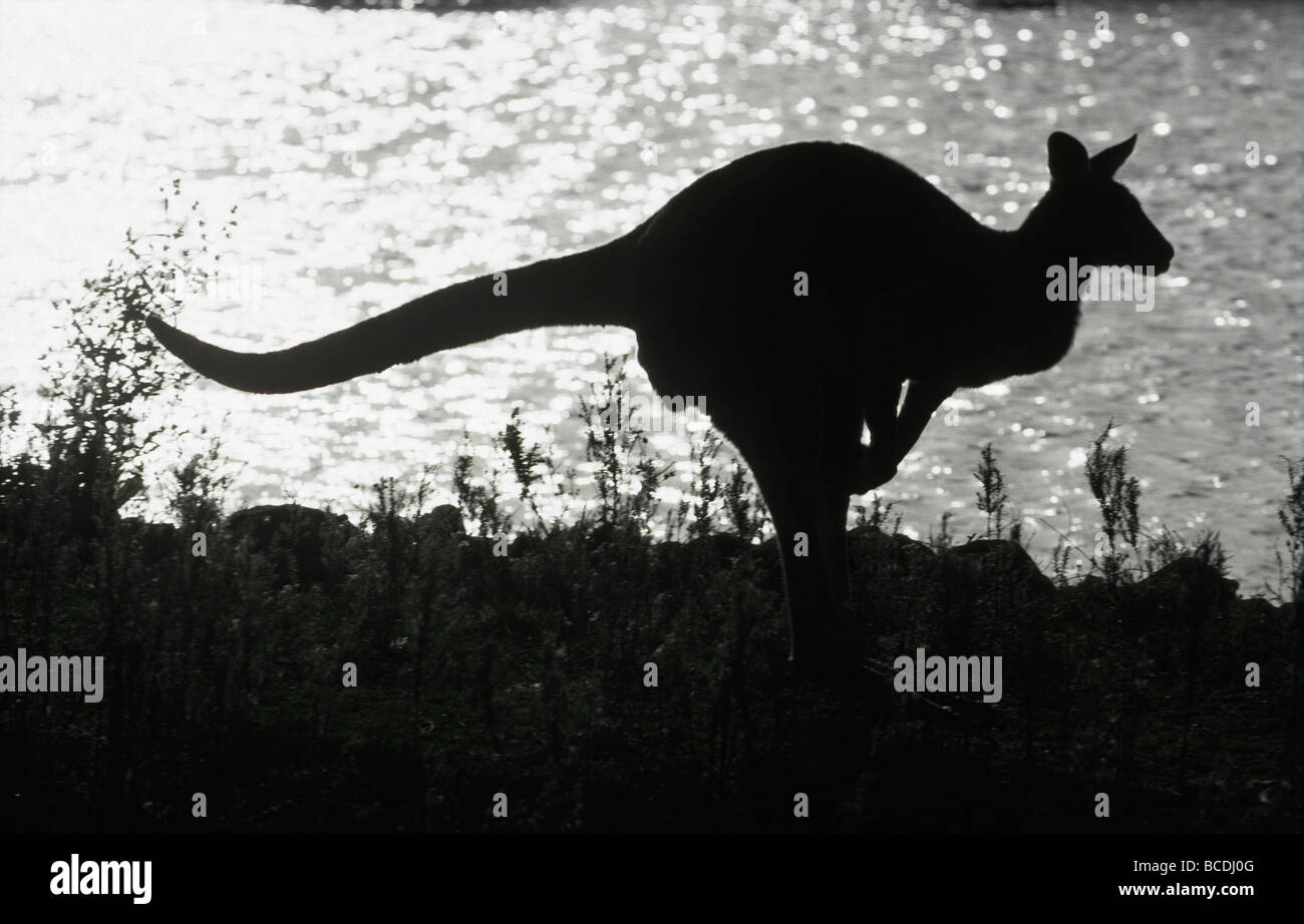 Die unverwechselbare Silhouette eines östlichen Grey Kangaroo Hopping vorbei an einem See. Stockfoto