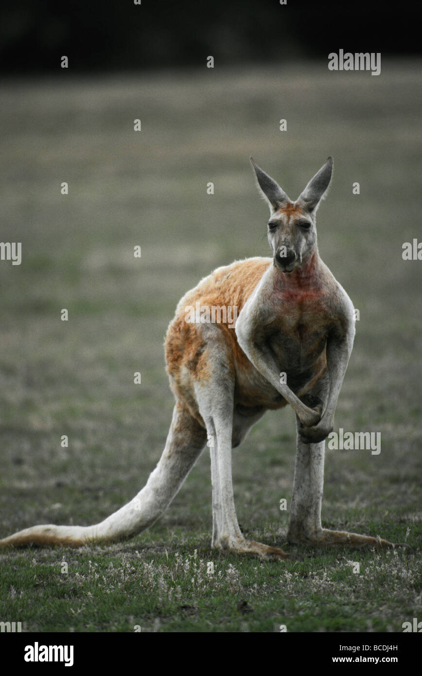 Eine männliche Red Kangaroo mit einer ungewöhnlichen Moutled-Pelz-Mantel steht auf einer Ebene Stockfoto