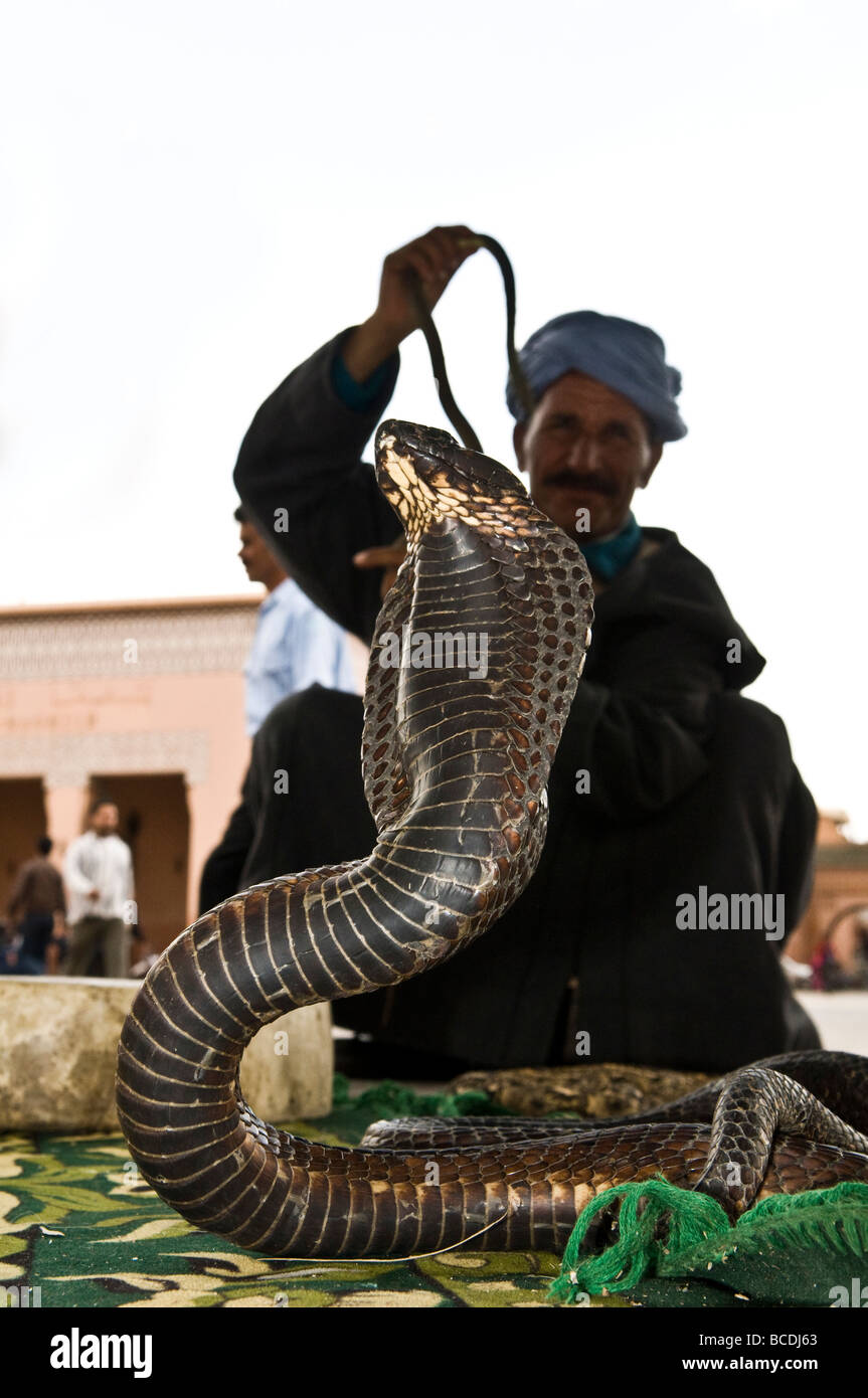 Eine marokkanische Schlangenbeschwörer mit seinem schwarzen Cobra auf dem erstaunlichen Djemaa El Fna Platz in Marrakesch, Marokko. Stockfoto