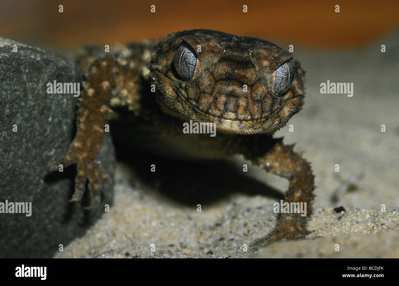 Eine grobe Knopf-tailed Gecko mit riesigen geäderten Augen in die Kamera Lächeln. Stockfoto