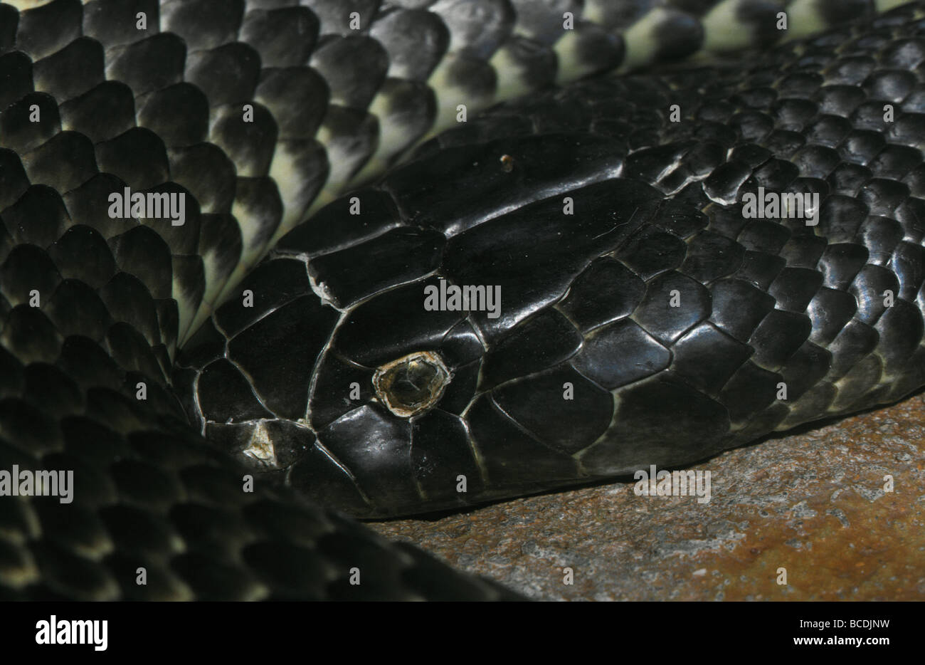 Ein Venemous King Brown Snake zusammengerollt während der Häutung. Stockfoto