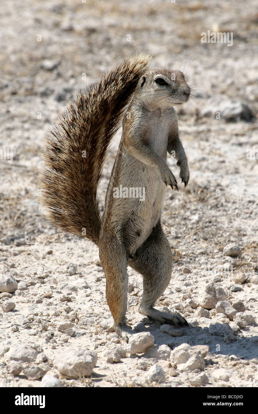 Kap-Borstenhörnchen Xerus Inauris Standding auf Its Hind Beine im Etosha Nationalpark, Namibia Stockfoto