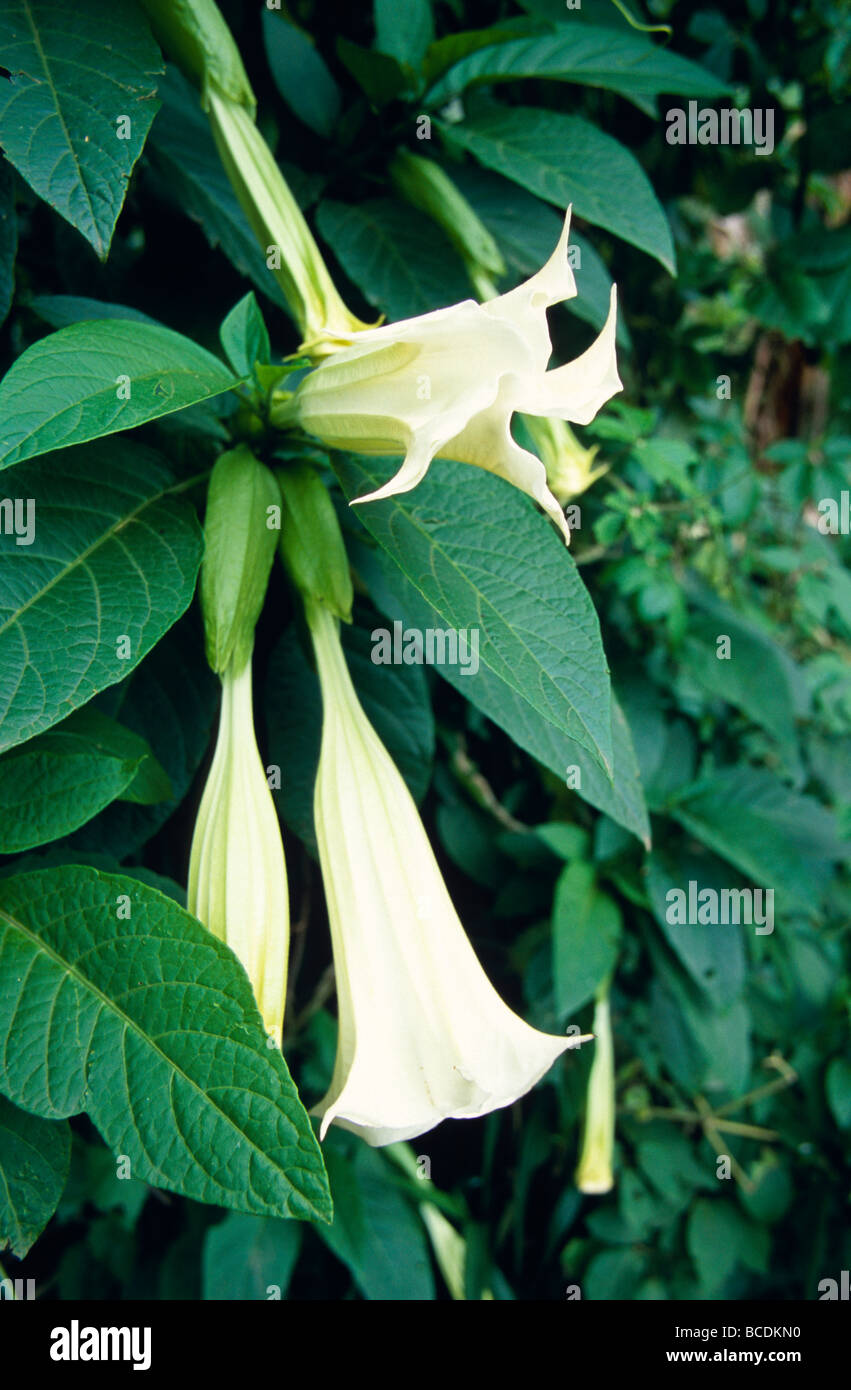 Cremige weiße Trompete Blumen und üppige grüne Blätter säumen einen Waldweg Stockfoto