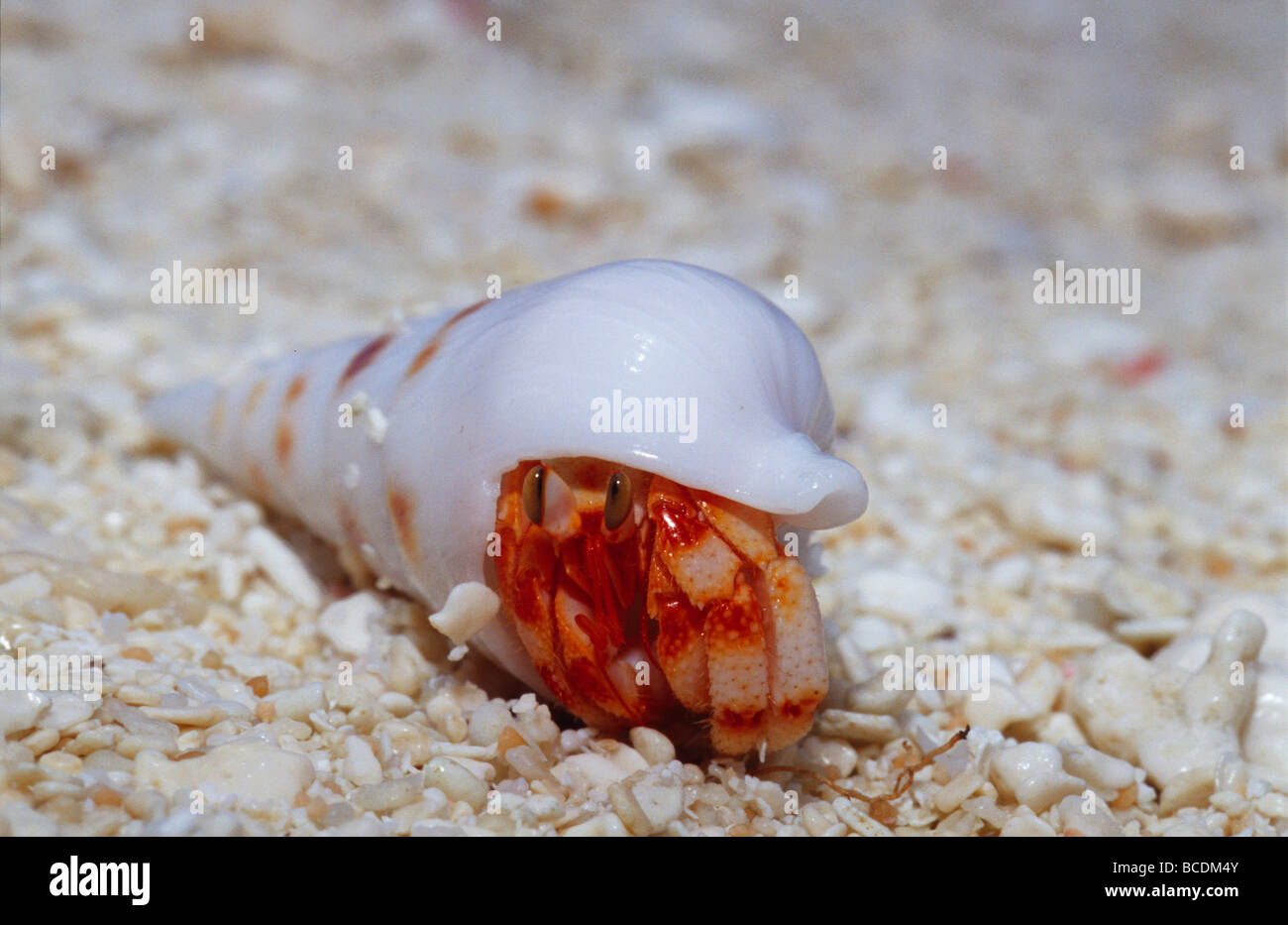Eine Erdbeere Land Einsiedlerkrebs aus seine Schale auf einem Sandstrand. Stockfoto