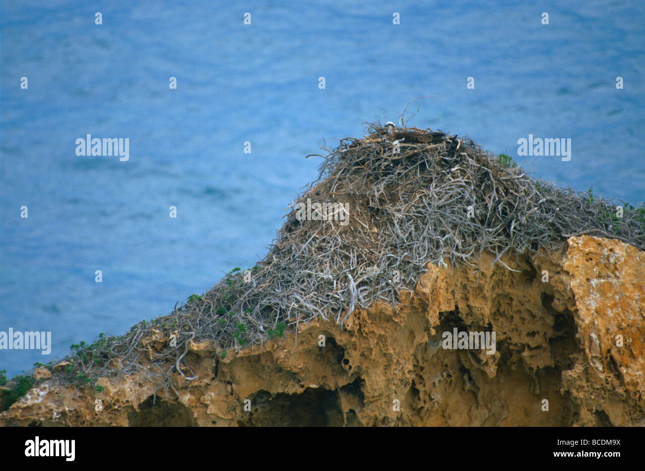 Ein Fischadler nisten auf einem Sandstein mit Blick auf den Ozean. Stockfoto