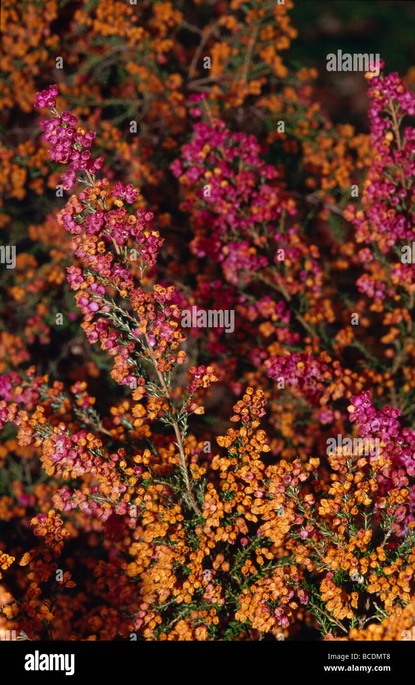 Die dichten Büscheln von Blumen auf einer Erica Strauch. Stockfoto