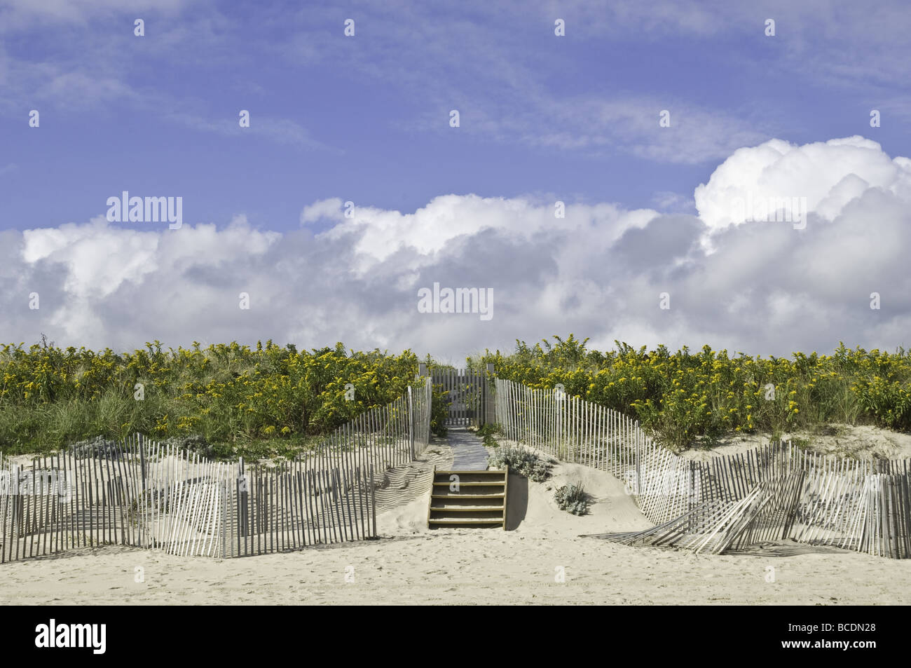 Schritte und Lattenzaun Sperre entlang einer gelben Blume bedeckt Strand Sanddüne in East Hampton, New York Stockfoto Schritte und Lattenzaun Sperre entlang einer gelben Blume bedeckt Strand Sanddüne in East Hampton, New York Stockfoto