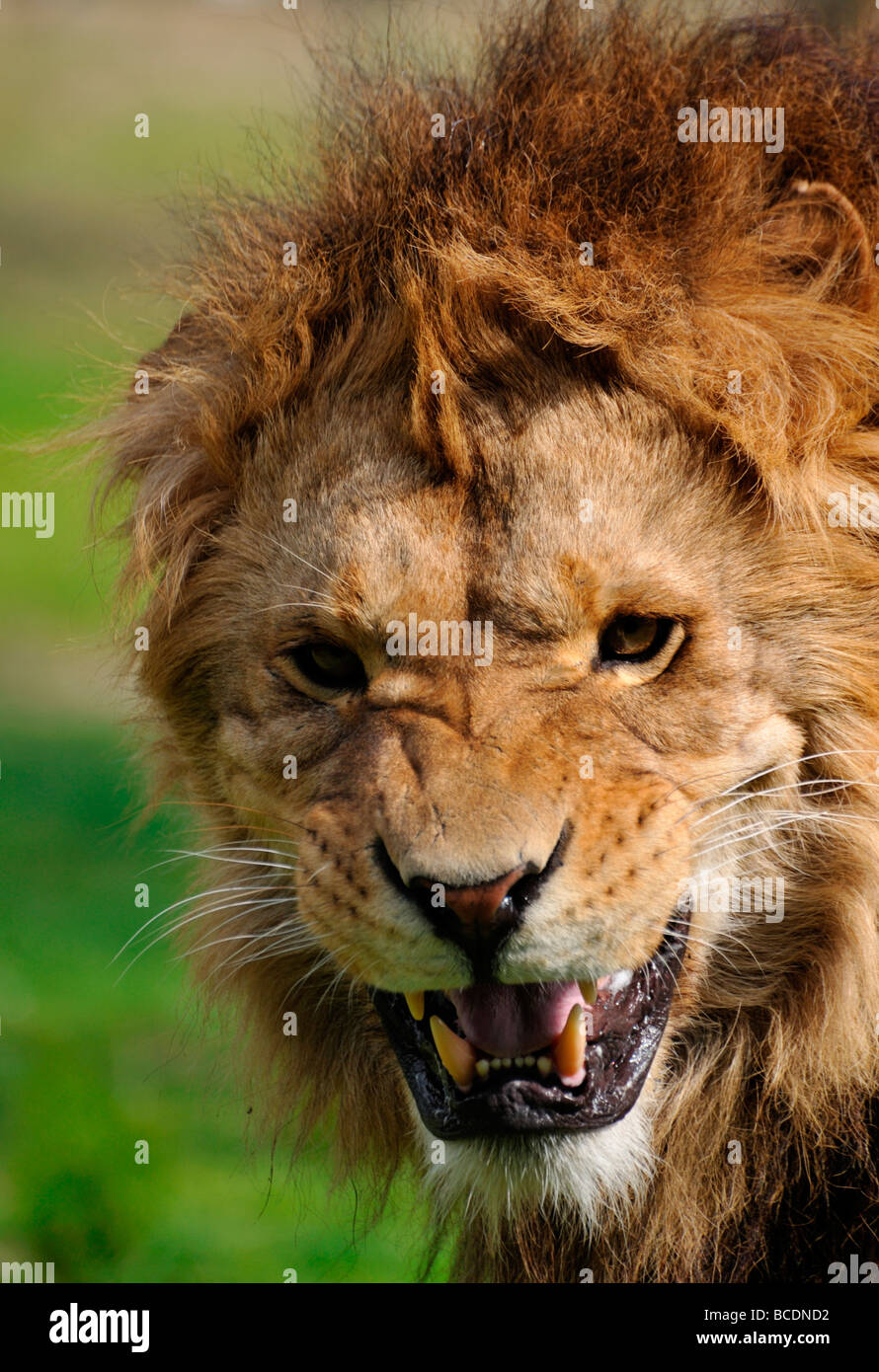 Nahaufnahme eines großen wütend afrikanische männlichen Löwen Stockfoto