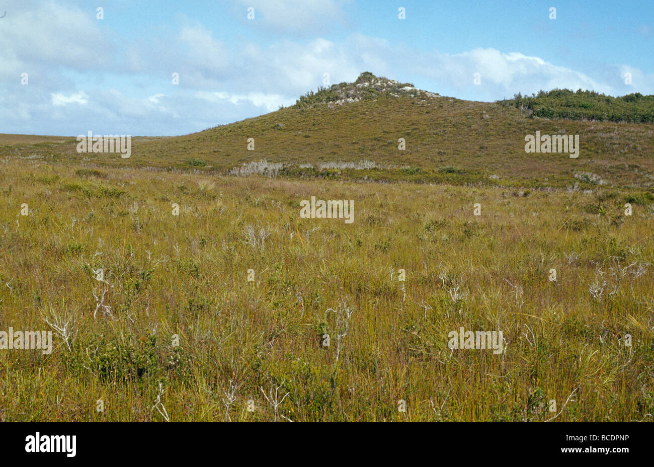 Das kurze, offene Wachstum der Buttongrass auf einem entlegenen Küsten Hügel. Stockfoto