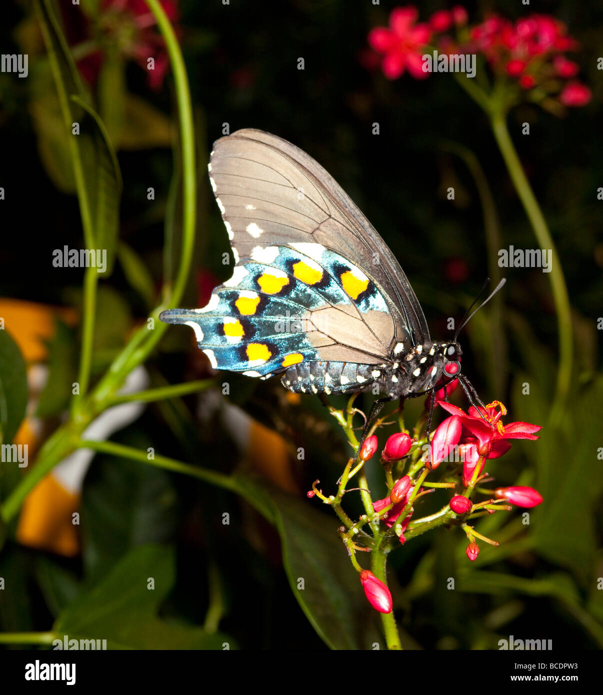 Pipevine Schwalbenschwanz Schmetterling (Battus Philenor) auf erstaunliche Schmetterlinge Ausstellung, Natural History Museum, Washington, DC, USA Stockfoto