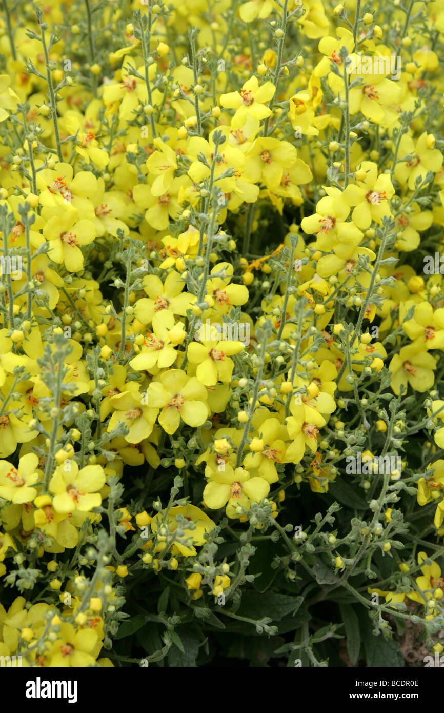 Eine ornamentale Königskerze, Verbascum Letitia Scrophulariaceae Stockfoto