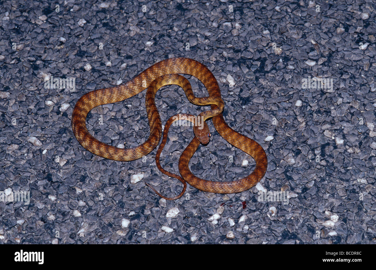 Ein Brown Tree Snake Boiga Irregularis, ruht auf einer warmen Straße in der Nacht. Stockfoto