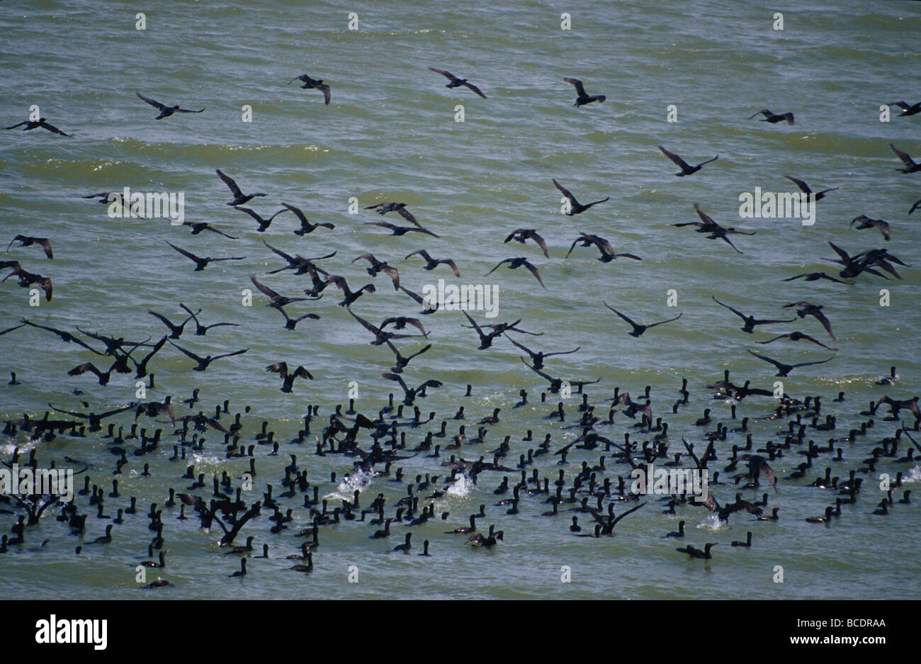 Eine große Herde des Kormorans Phalacrocorax Arten aus einem See zu starten. Stockfoto