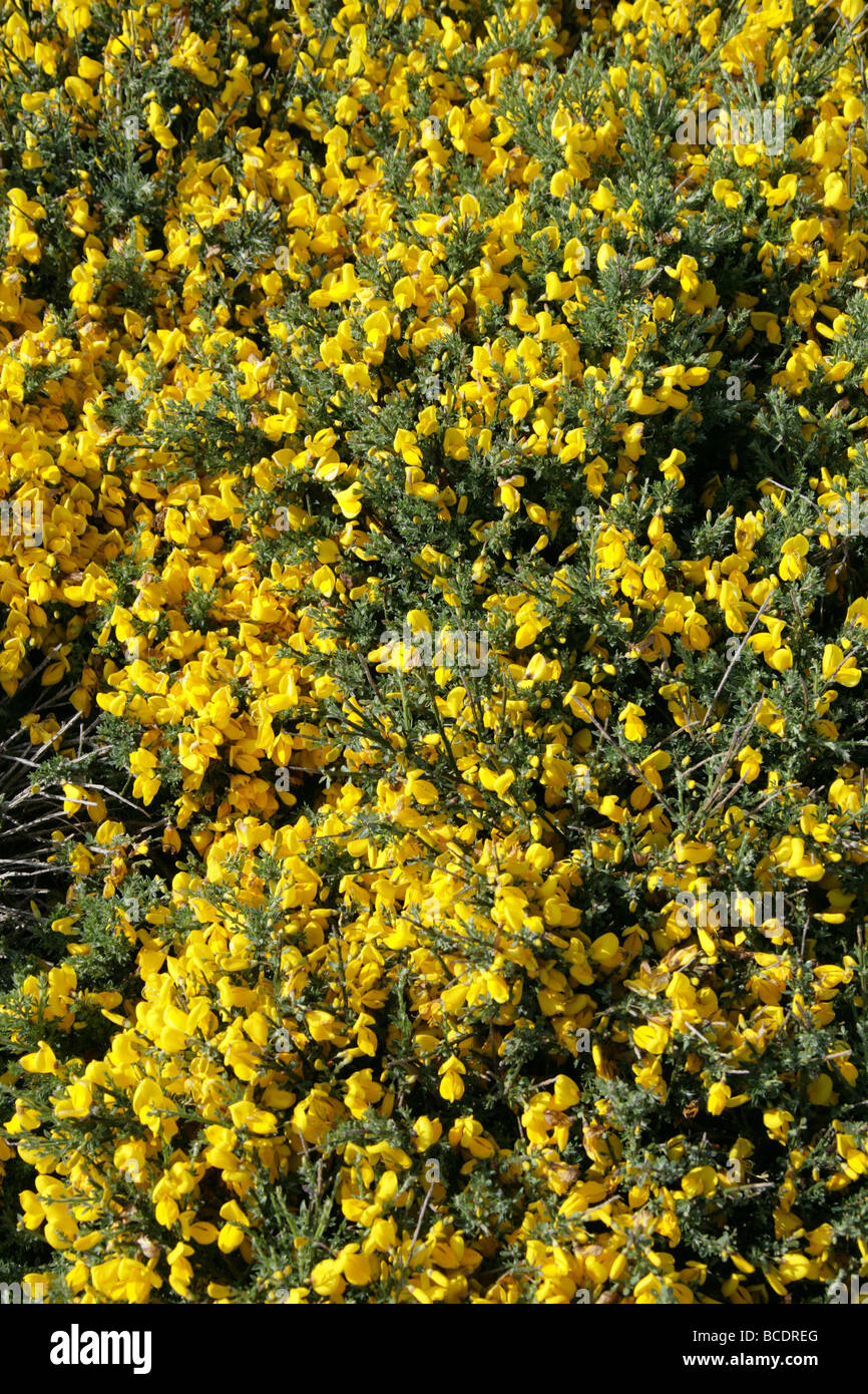 Kleinliche Stechginster, Genista Angelica, Fabaceae. Eine britische wilde Blume wächst auf dem Kies an Dungeness, Kent Stockfoto