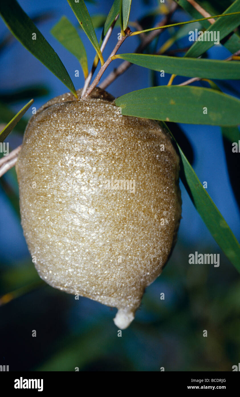 Die elegante kristalline Form von einer Jagd Mantis Ei Sac. Stockfoto