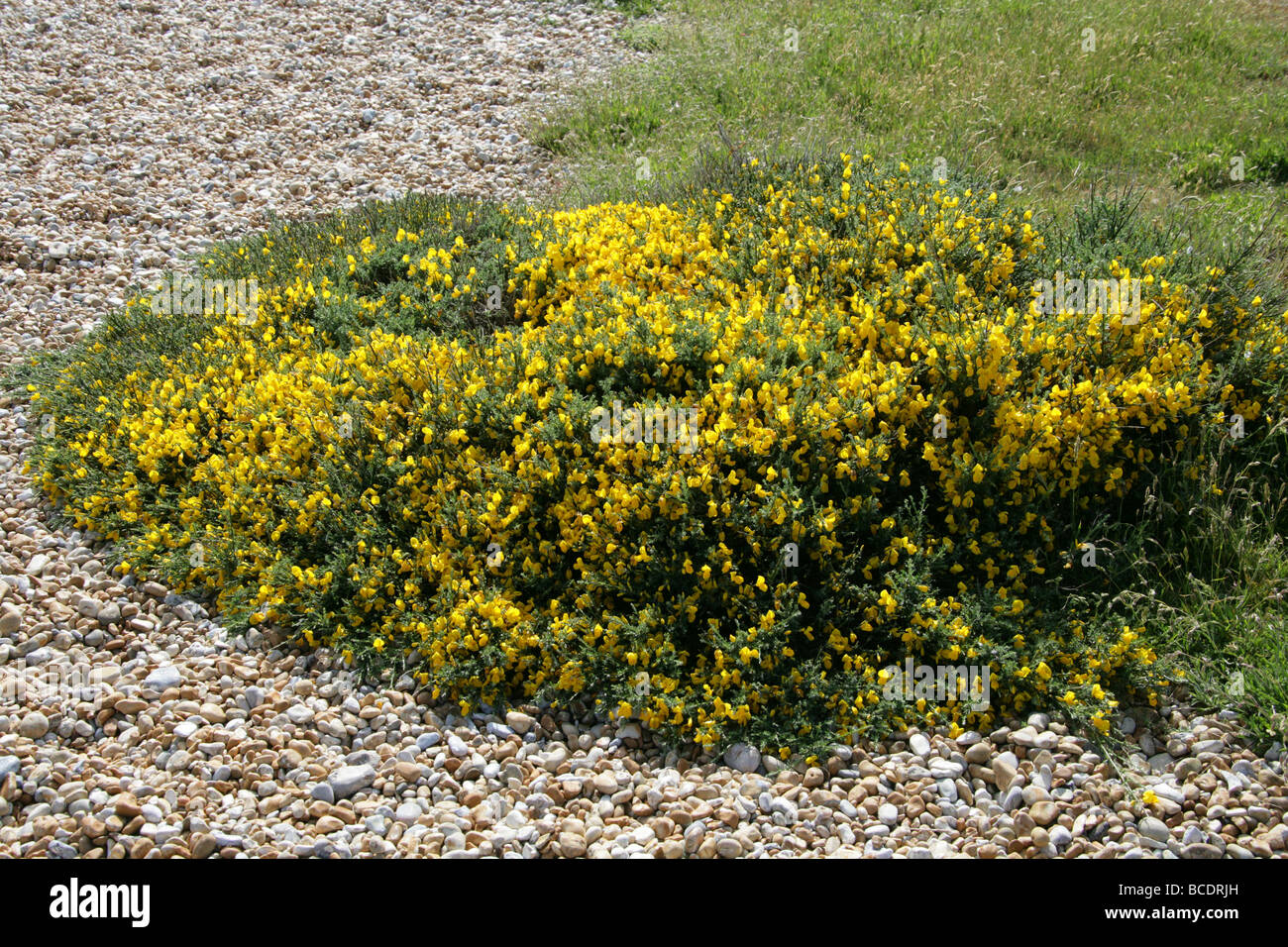 Kleinliche Stechginster, Genista Angelica, Fabaceae. Eine britische wilde Blume wächst auf dem Kies an Dungeness, Kent Stockfoto