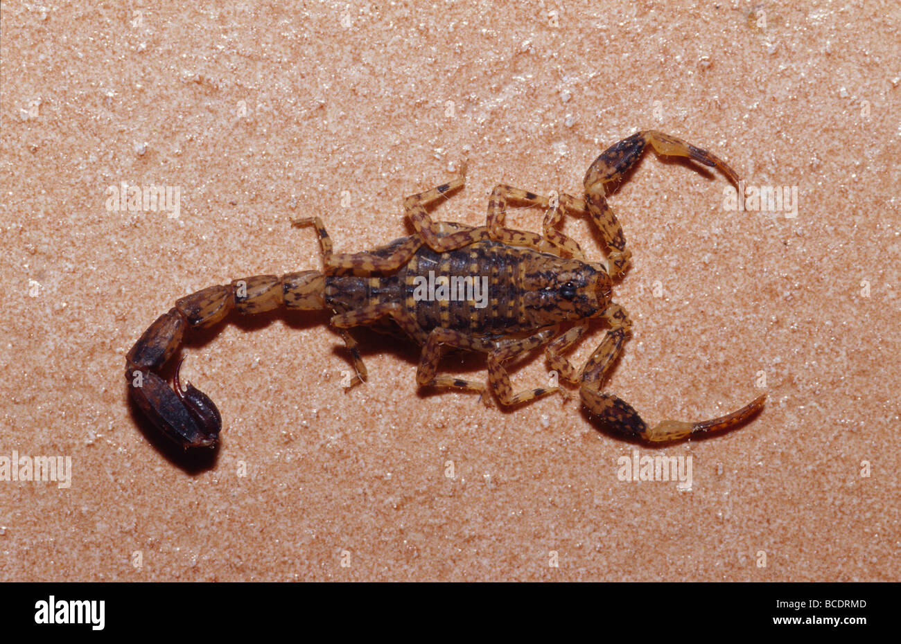 Eine bedrohliche fleckige Scorpion, Isometrus Arten, ein Erdgeschoss Wohnung. Stockfoto