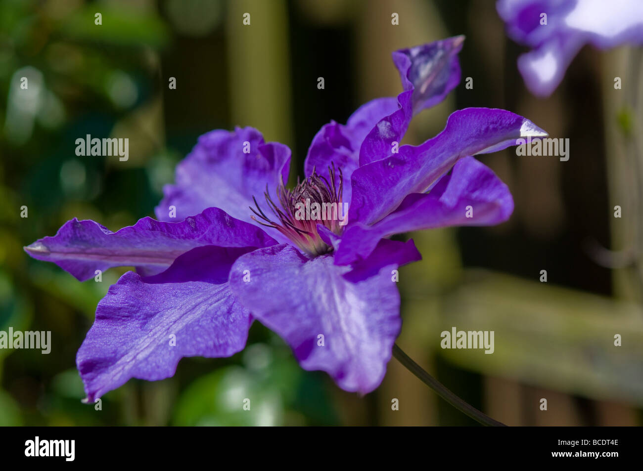 Lila clematis Stockfoto