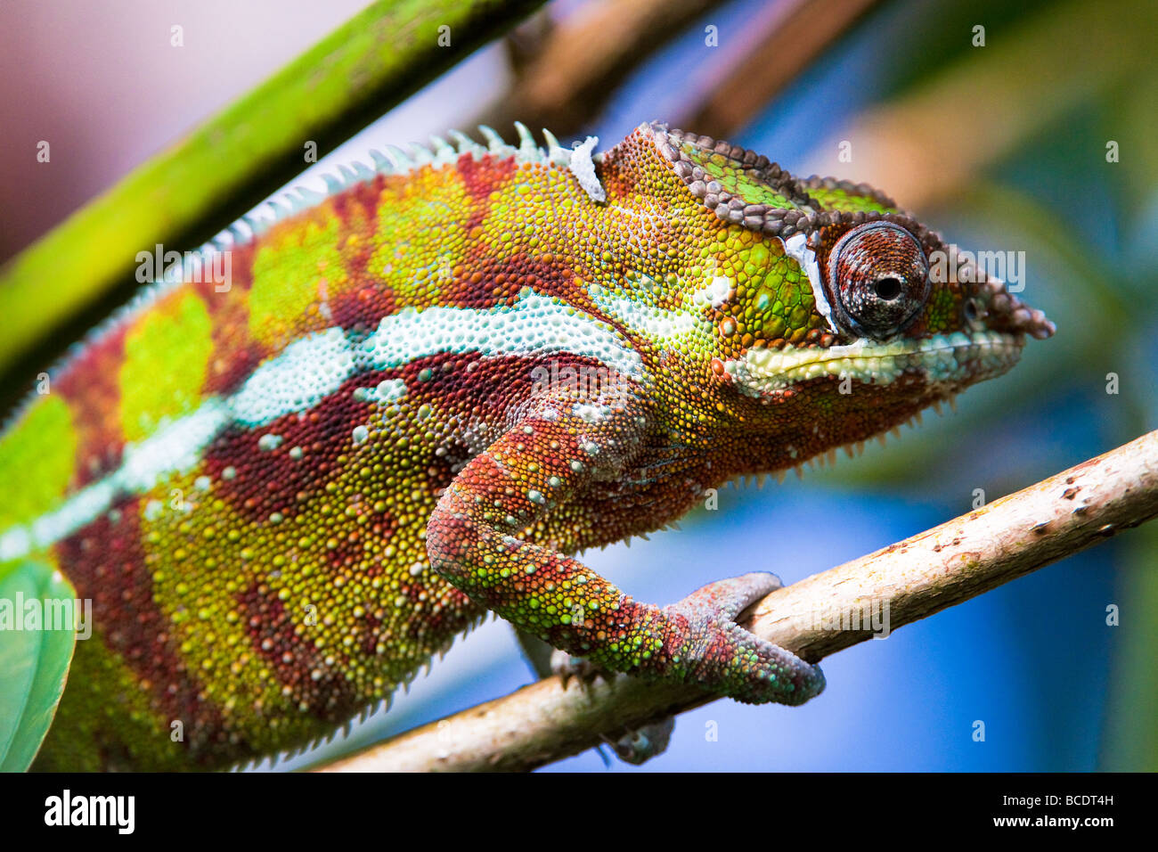 Chamäleon Lat (Furcifer pardalis) mit farbigen Hintergrund Stockfoto