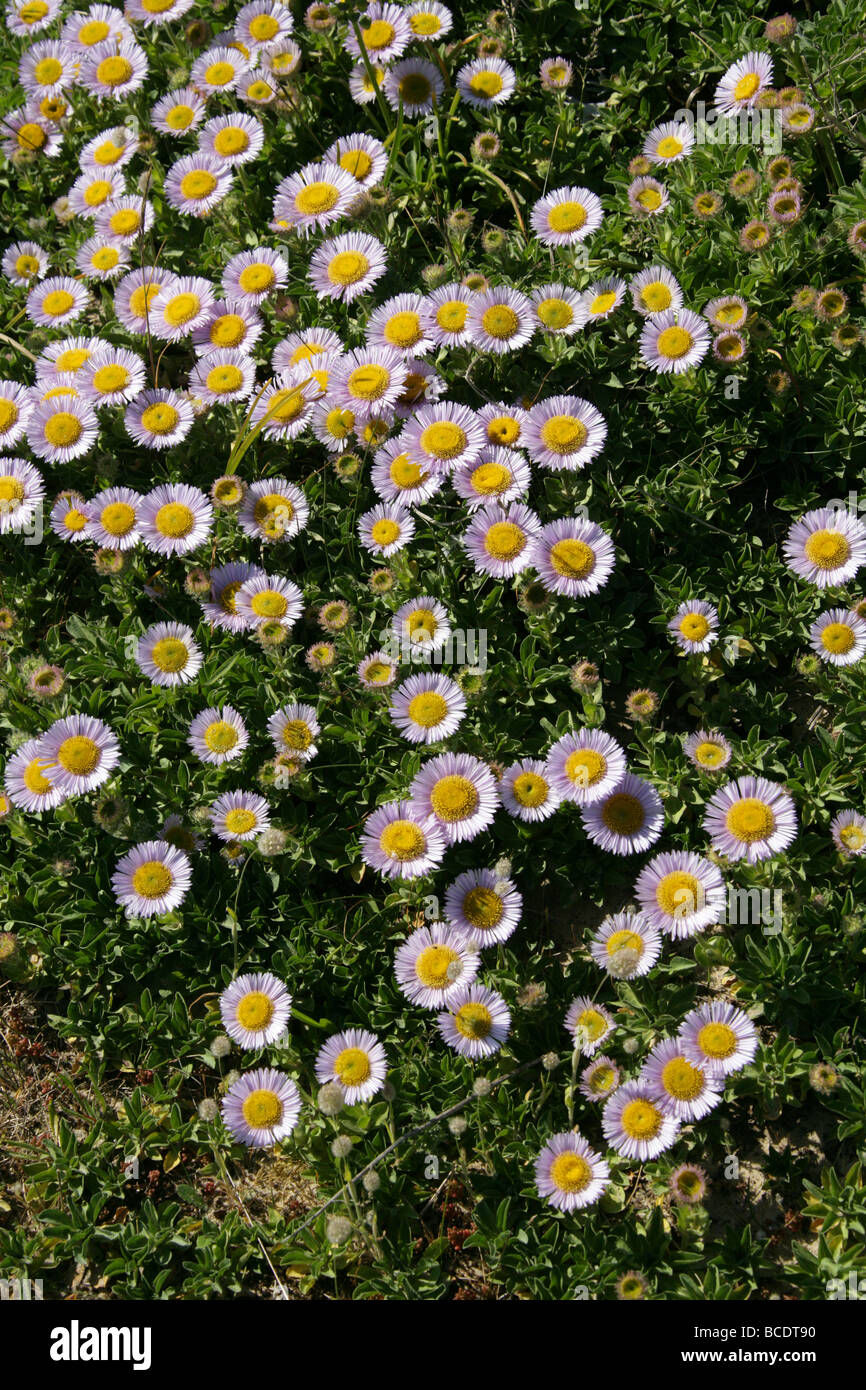 Seaside Berufkraut oder Seaside Daisy, Erigeron Glaucus, Asteraceae. Wächst auf einer Sanddüne in der Nähe von Dungeness, Kent. Stockfoto