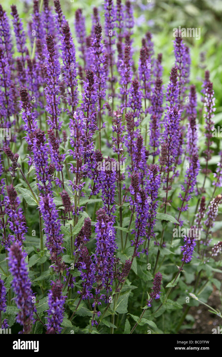 Woodland-Salbei, Balkan Clary, Steppen-Salbei, Salvia Nemorosa 'Wesuwe', Lamiaceae Stockfoto