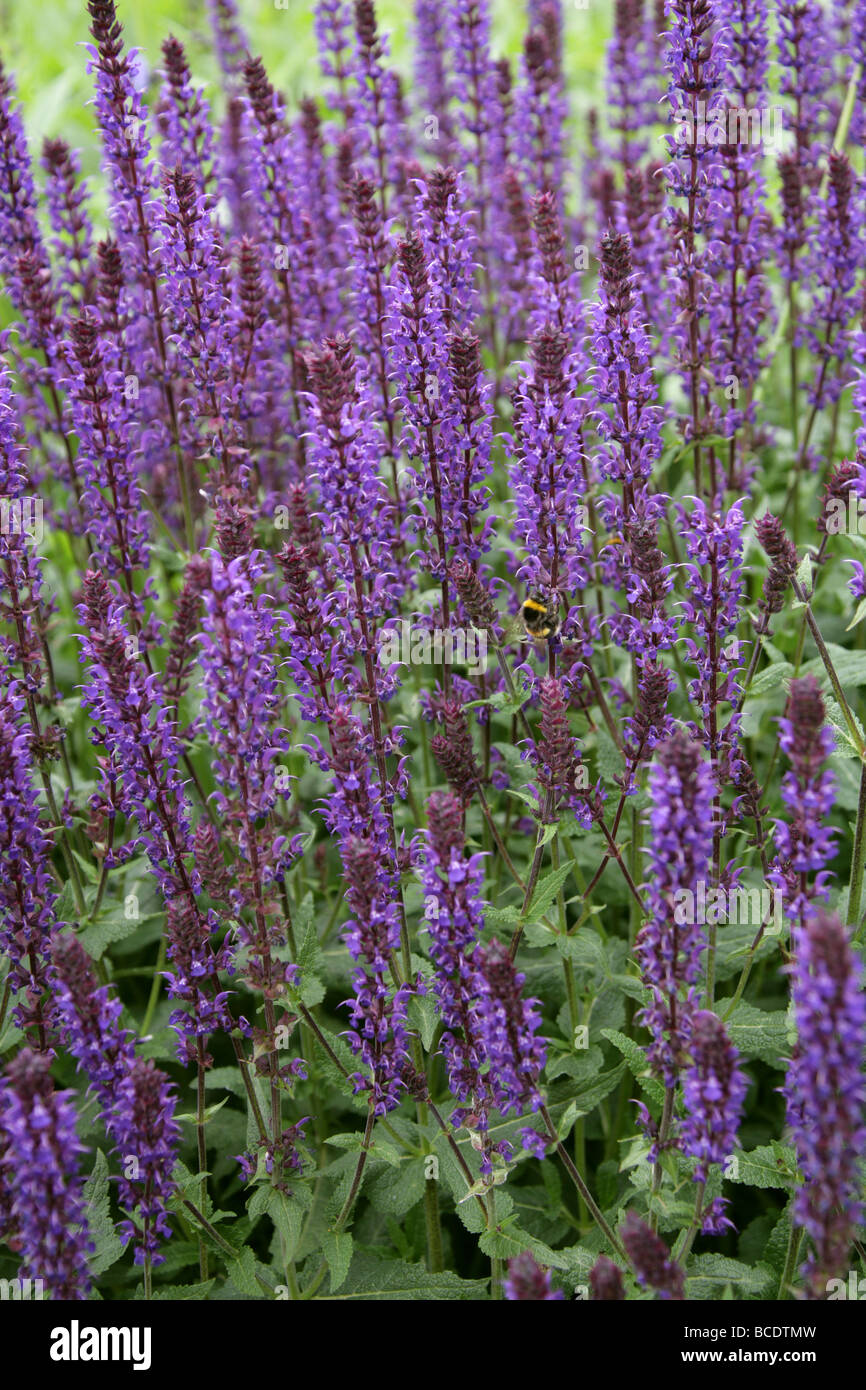 Woodland-Salbei, Balkan Clary, Steppen-Salbei, Salvia Nemorosa 'Wesuwe', Lamiaceae Stockfoto