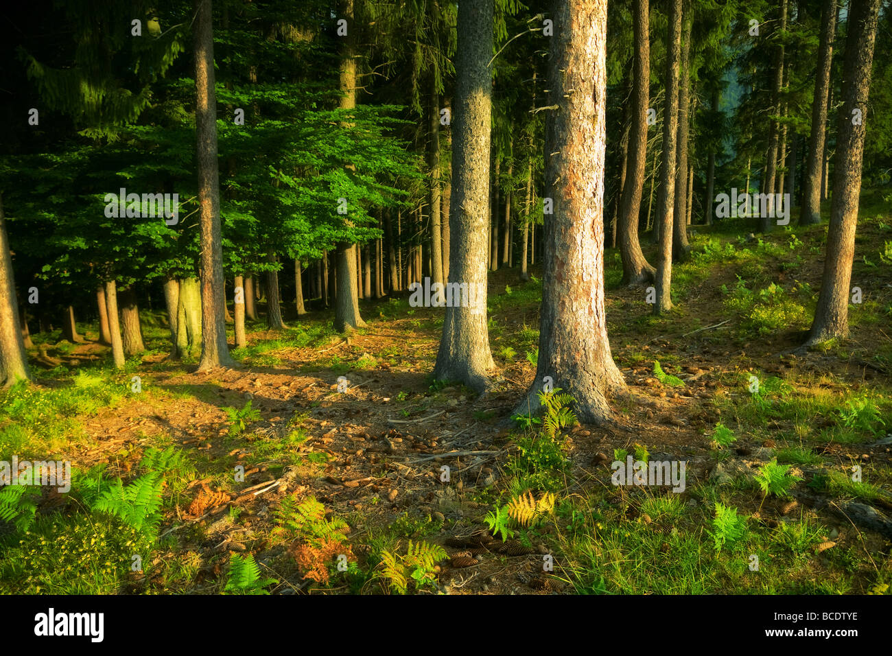 Wilden Wald dunklen gesättigten Farben Stockfoto