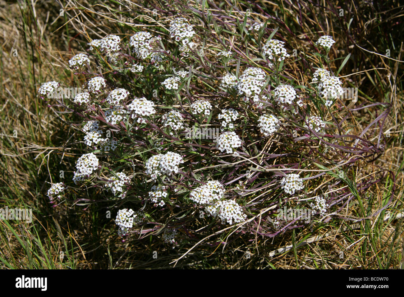 Süße Alison, Lobularia maritima 'Snowdrift', Brassicaceae. GROSSBRITANNIEN Stockfoto