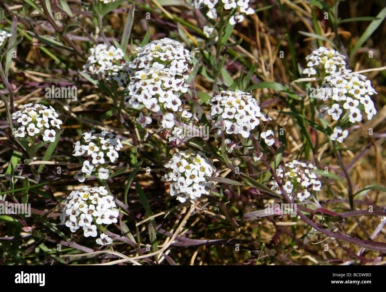 Süße Alison, Lobularia maritima 'Snowdrift', Brassicaceae. GROSSBRITANNIEN Stockfoto