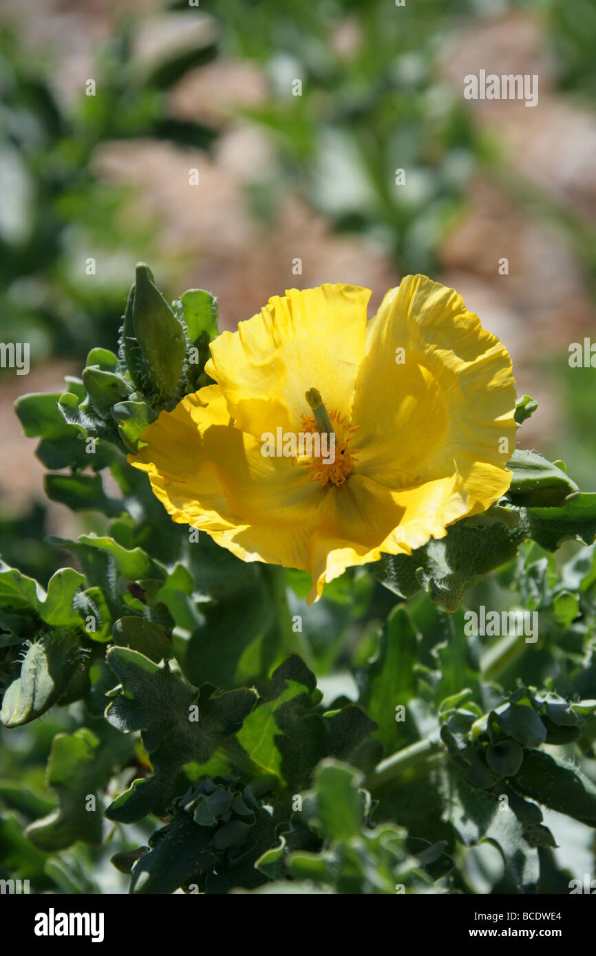 Gelbe gehörnten Poppy, Glaucium Flavum, Schlafmittel Stockfoto
