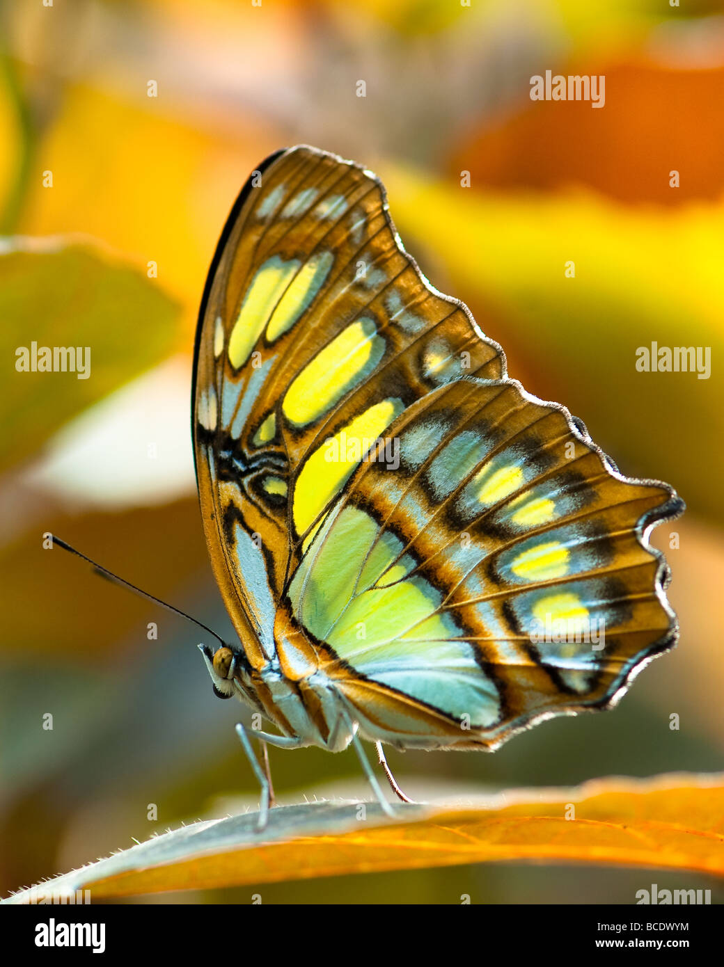 Malachit Schmetterling Lat Siproeta stelenes Stockfoto