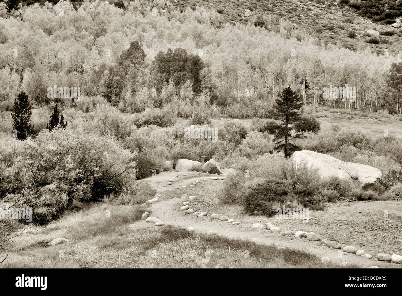 Felsenweg mit fallen farbige Espen Inyo National Forest östlichen Sierras Kalifornien Stockfoto