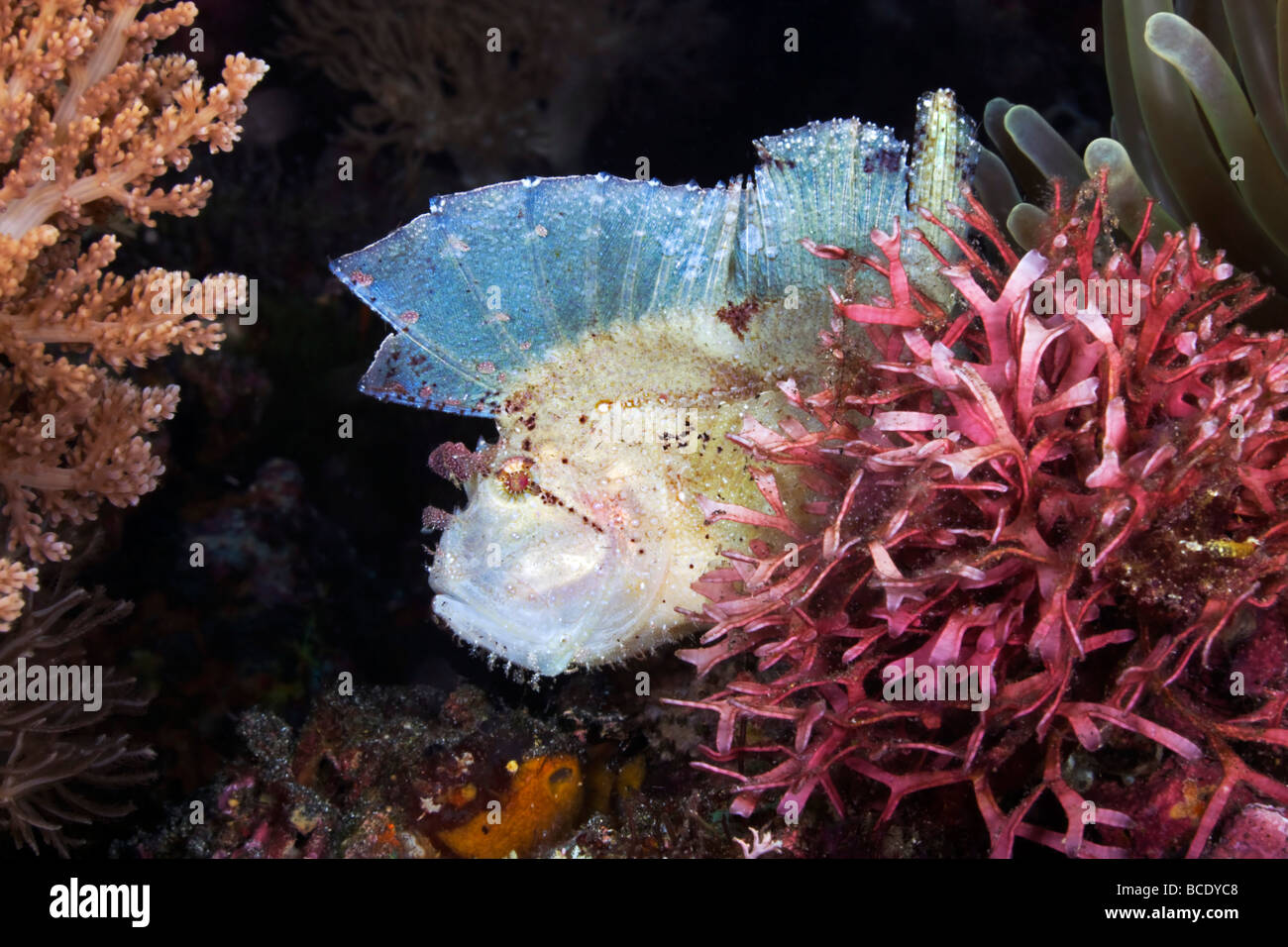 Ein weißes Blatt Drachenköpfe wartet seine nächste Mahlzeit zu Hause an einem Korallenriff in der Flores-See in der Nähe von Insel Komodo, Indonesien. Stockfoto