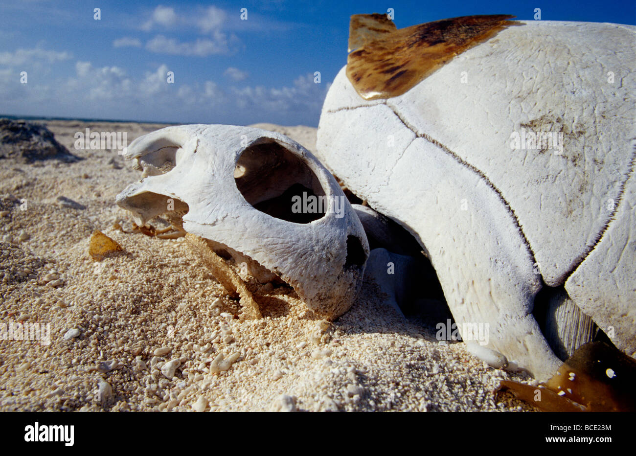 Vom Aussterben bedrohten grünen Meeresschildkröten Schädel und Shell auf einer Verschachtelung Insel. Stockfoto