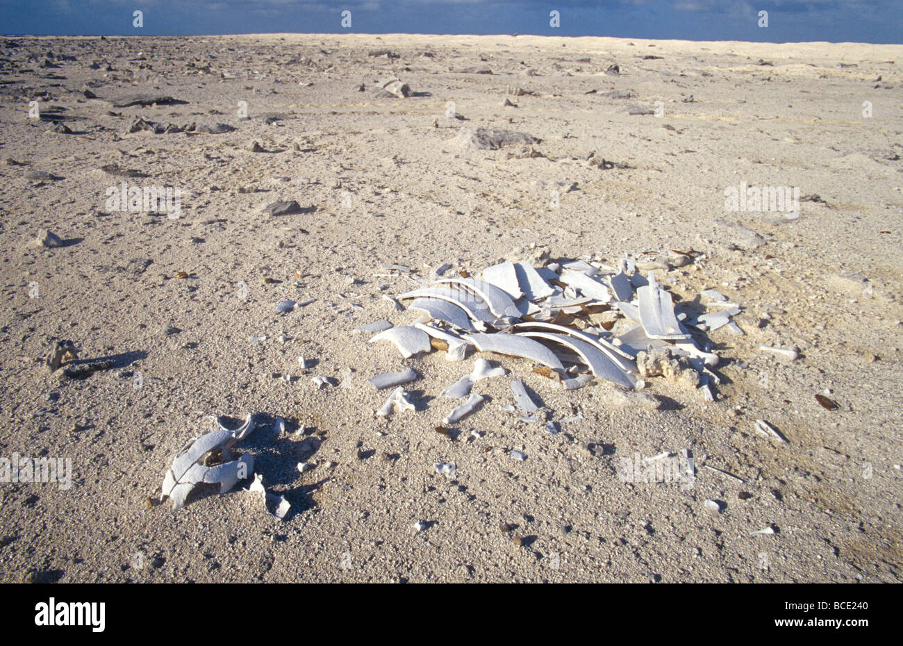 Einer vom Aussterben bedrohten grünen Meeresschildkröte Schädel und Skelett auf einer Verschachtelung Insel. Stockfoto