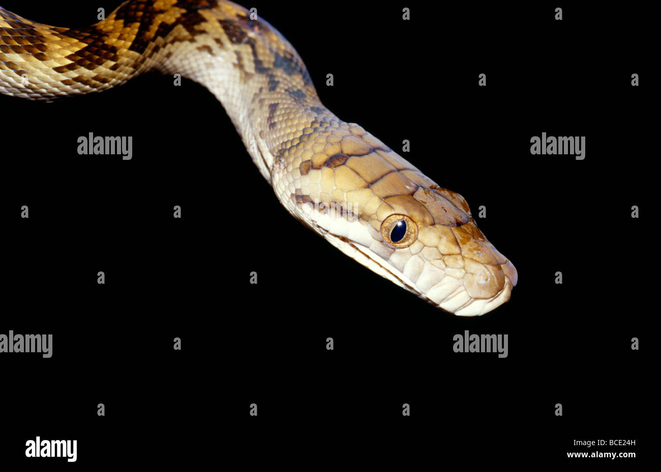 Nahaufnahme von einem Amethystine Python auch ein Peeling Python genannt. Stockfoto