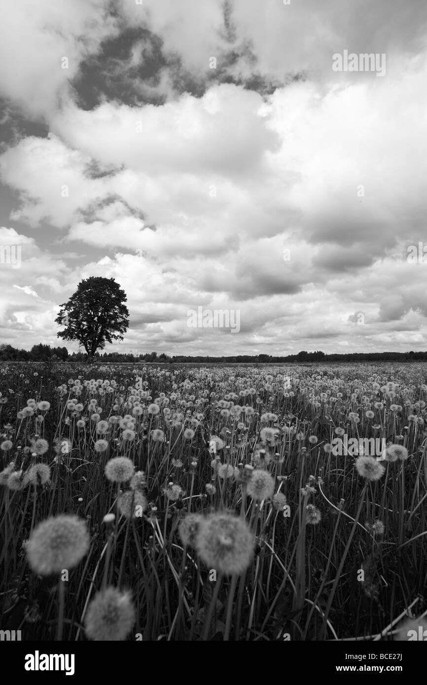 Bereich der Löwenzahn Stockfoto