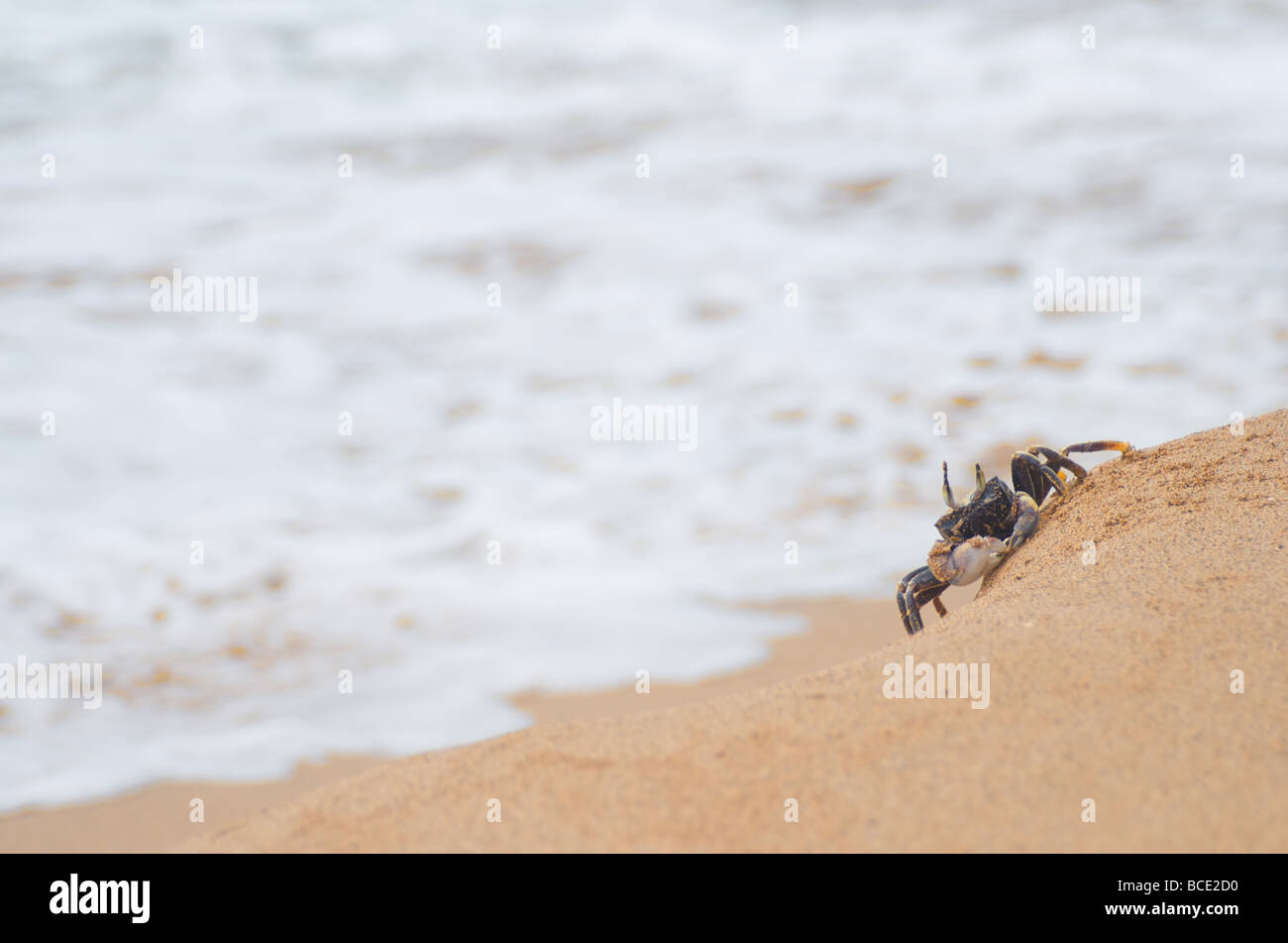 Krabbe am Sandstrand - "Neugierig Krabbe" Stockfoto